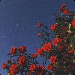 Meet your Posher, Lexi